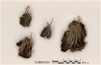 藏品(粗皮石蕊)的圖片